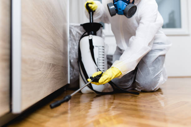 Best Termite Control Services  in Olivia, MN