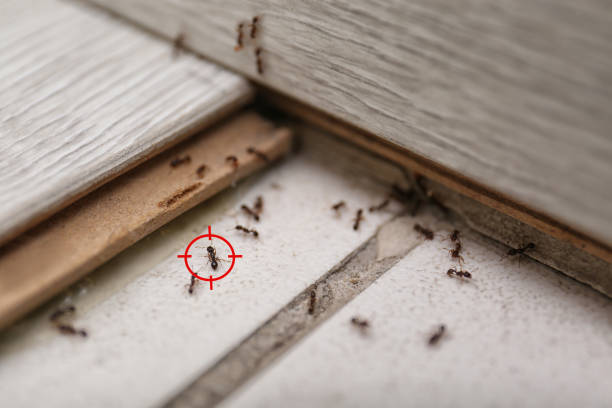 Best Pest Control Near Me in Olivia, MN
