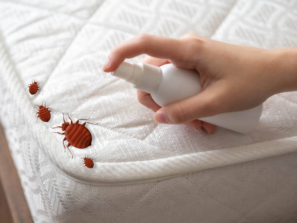 Reliable Olivia, MN Pest Control Solutions